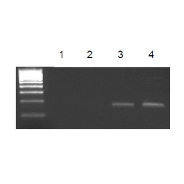 EZ-Magna ChIP® G - 染色质免疫沉淀试剂盒，22ASSAYS，17-409，Sigma
