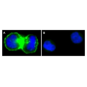 Anti-EGFR Antibody, neutralizing, clone LA1, Alexa Fluor™ 488，125UG，16-246，Sigma