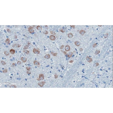 Anti-ApoE4 Fragment nApoECF Antibody (Asp172)，100UL，ABN1350，Sigma