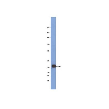 抗-髓磷脂少突胶质细胞糖蛋白（MOG）抗体，100UG，MAB5680，Sigma