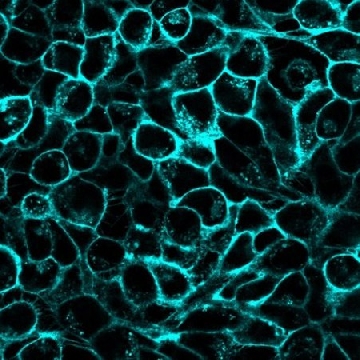 BioTracker 400 Blue Cytoplasmic Membrane Dye，1KIT，SCT109，Sigma