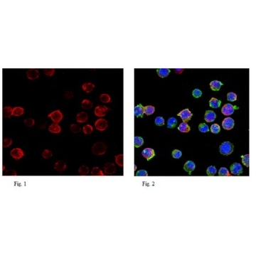 Anti-RAG-1 Antibody，100UG，ABE440，Sigma