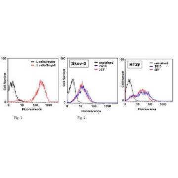 Anti-Trop2, clone 2G10, Azide Free Antibody，100UG，MABC519，Sigma