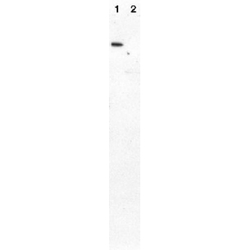 Anti-HA Epitope Tag (Influenza Hemaglutinin) Antibody，100UG，AB3254，Sigma