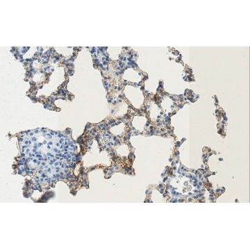 Anti-Podoplanin Antibody, clone PMab-1，100UG，MABT851，Sigma