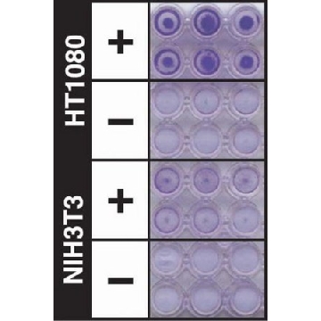 QCM ECMatrix细胞侵袭试验，24孔（8 µm），比色法，1PLATE，ECM550，Sigma