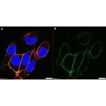 Anti-Integrin β1 Antibody, clone P4C10，100UL，MAB1987，Sigma