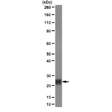 Anti-Plet-1 (Placenta-expressed transcript 1 protein) Antibody, clone 1D4，100UL，MAB4416，Sigma