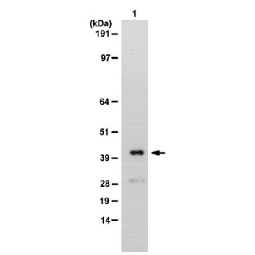 Anti-NET5 Antibody，100UG，06-1013，Sigma