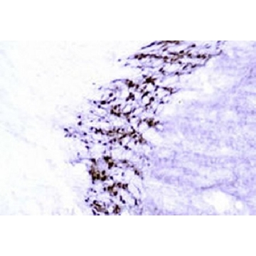 抗-GABA兔pAb，100UL，PC213L-100ULCN，Sigma