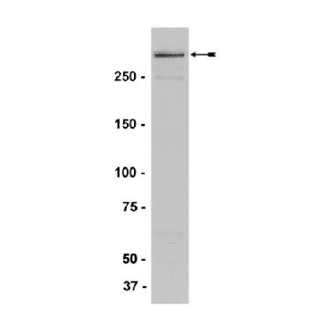 Anti-MLL/HRX Antibody, NT., clone N4.4，200UG，05-764，Sigma