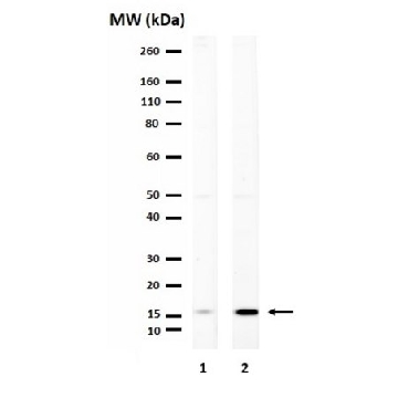 Anti-Histone H3Kme3Q5Ser，25UL，ABE2580-25UL，Sigma