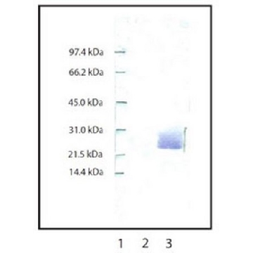 Anti-Neutrophil Elastase Rabbit pAb，1ML，481001-1MLCN，Sigma