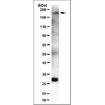 Anti-Laminin γ1 Antibody, clone 2E8 (Ascites Free)，100UG，MAB1920-C，Sigma