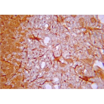 Anti-IP3 Receptor Antibody，100UG，07-1210，Sigma