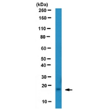 Anti-SDF-1 Antibody, clone K15C, Azide free，100UG，MABC184，Sigma