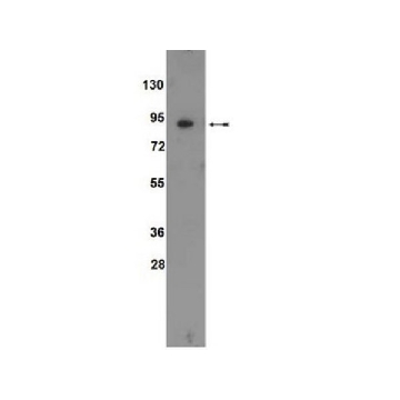 Anti-ATF6 Antibody，100UL，09-069，Sigma
