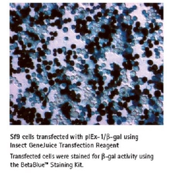 Insect GeneJuice® 转染试剂，1ML，71259-4CN，Sigma