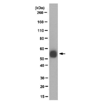 抗-pan聚甘氨酸化微管蛋白抗体，克隆AXO 49，50UL，MABS276，Sigma