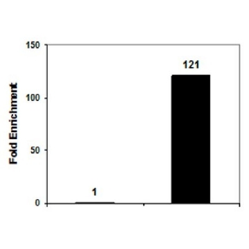 Anti-phospho-Histone H3 (Ser10) Antibody, clone CMA312, Trial Size，10UG，05-1336-S，Sigma