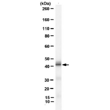 Anti-Signal peptide peptidase-like 3 Antibody, clone 7F9，25UG，MABS1910-25UG，Sigma