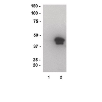 MBP, recombinant，500UG，13-173，Sigma