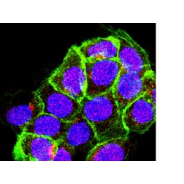 Anti-Sin1 Antibody, clone 1C7.2，100UG，05-1044，Sigma