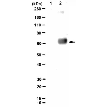 Anti-Kynurenine Antibody, clone 11F9，25UG，MABN2655-25UG，Sigma