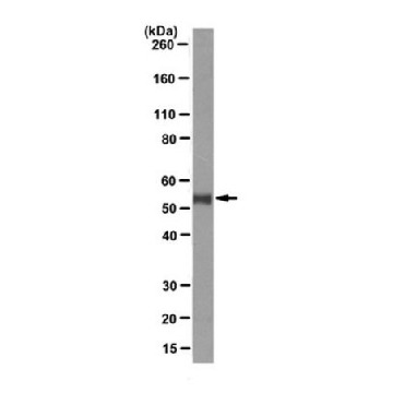 Anti-p53 Antibody, clone PAb421，100UG，MABE283，Sigma