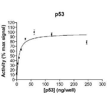 p53 Protein, 10 µg，10UG，23-034，Sigma