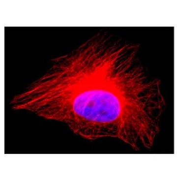 抗-α-微管蛋白抗体，Alexa Fluor™ 555 偶联物，100UG，05-829X-555，Sigma