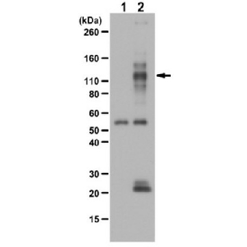 Anti-phospho TIE2/TEK Antibody (Tyr992)，100UL，ABF131，Sigma