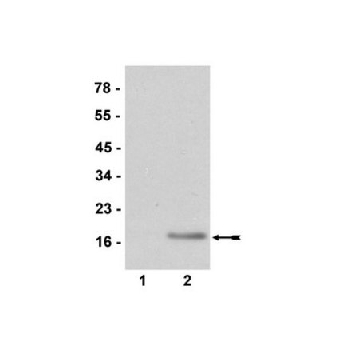 抗二甲基组蛋白H3（Arg2）抗体，200UL，07-585，Sigma