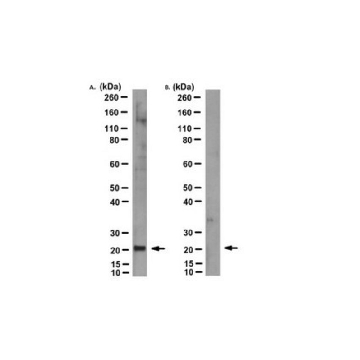 Anti-MT-ATP6 Antibody, clone 1G7-1G2，25UG，MABS1995-25UG，Sigma