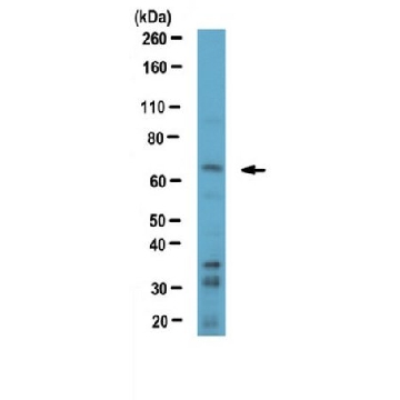 Anti-TFE3 Antibody，100UG，ABD125，Sigma