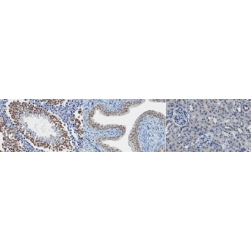 抗-MLL-3，25UG，ABE1851-25UG，Sigma