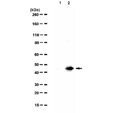 抗-Tau，AEP 裂解（N368）抗体，100UL，ABN1703，Sigma