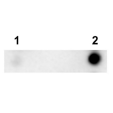 抗-Tau（T22）抗体（低聚体），100UG，ABN454-I，Sigma