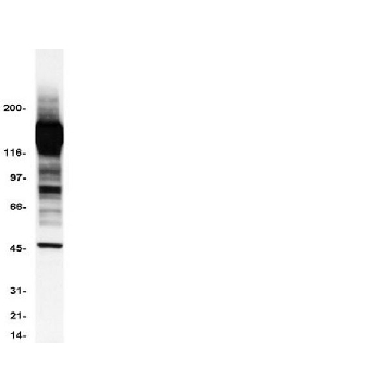 抗磷酸酪氨酸抗体，克隆4G10®，HRP结合物，10BLOTS，16-105，Sigma