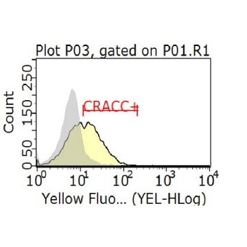 Anti-CRACC Antibody, clone 4G2，100UG，MABF917，Sigma