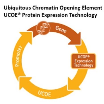 UCOE® 双表达嘌呤霉素载体集，1KIT，UC0E03，Sigma