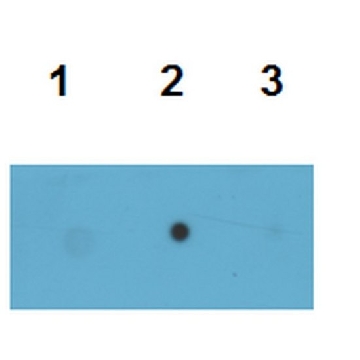 抗-Tau（T22），低聚抗体，100UL，ABN454，Sigma