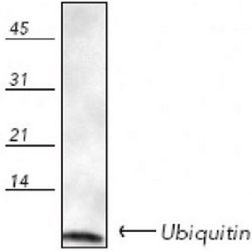 Anti-Ubiquitin Rabbit pAb，50UL，662099-50ULCN，Sigma