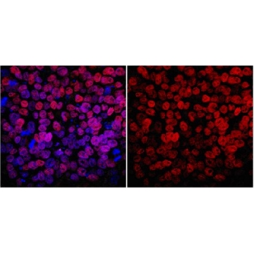 Anti-NANOG Antibody, clone 7F7.1，100UG，MABD24，Sigma