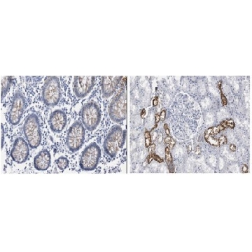 Anti-INK4a (p16) Antibody, clone 13H4.1，200UL，MABE1328，Sigma