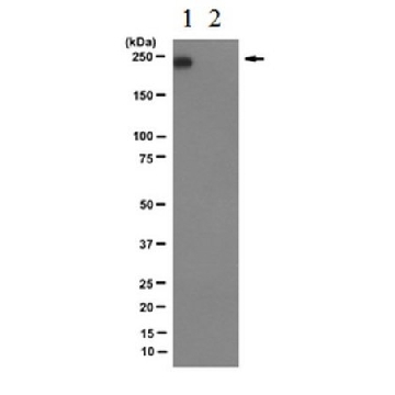 抗RNA聚合酶II亚基B1（磷酸化CTD Ser-2），克隆 3E10（大鼠单克隆）。，100UL，04-1571-I，Sigma