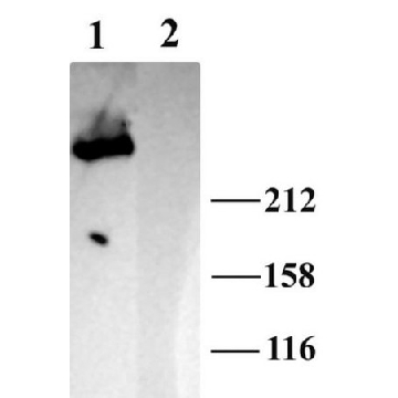 Anti-IP3 Receptor 1 Antibody，200UL，AB5882-200UL，Sigma
