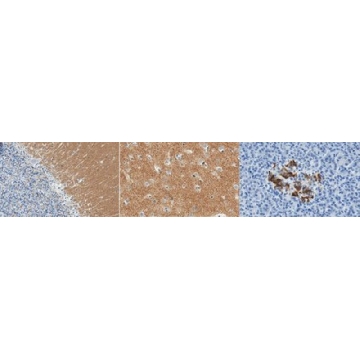 Anti-Synaptophysin Antibody, clone 10F6.1，50UL，MABN1193，Sigma