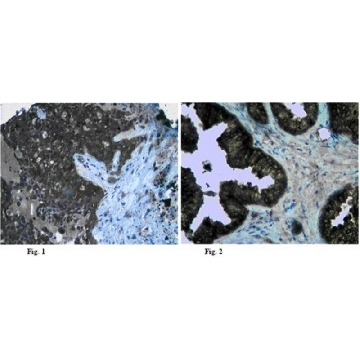 抗-Claudin-5抗体，25UG，ABT45-25UG，Sigma