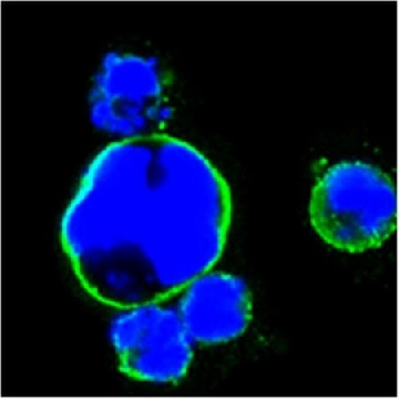 Anti-ISL1 Antibody, clone 1H9，100UL，MABD131，Sigma